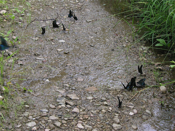 Rassemblement de Papilio maackii MÉNÉTRIÈS, 1859. 10 km au nord de Krasnorechenskij près de Dal'negorsk, 26 juillet 2010. Photo : J. Michel
