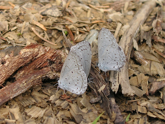 Rhopalocères de l'Oussouri (Primorye) - Celastrina filipjevi RILEY, 1934. 6 km au sud d'Anisimovka, 20 juillet 2010. Photo : J. Michel