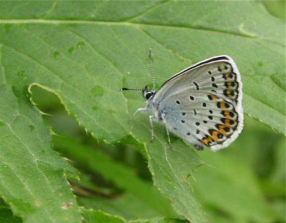 Rhopalocères de l'Oussouri (Primorye) - Plebejus argyrognomon BERGSTRASSER, 1779, mâle. 20 km de Dal'negorsk vers Kavalerovo, 24 juillet 2010. Photo : J. Michel