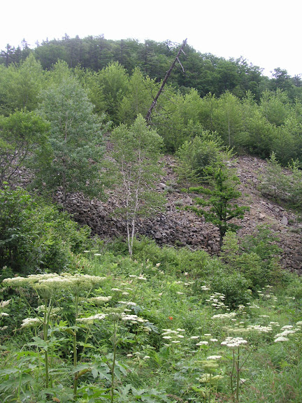 Rhopalocères de l'Oussouri (Primorye) - 20 km de Dal'negorsk vers Kavalerovo, 24 juillet 2010. Photo : J. Michel