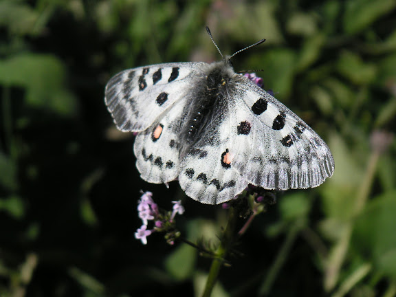 Parnassius tianschanicus tianschanicus OBERTHÜR, 1879, butinant une valériane, vallée de Kyzyl-Ak-Suu (Semienovka), au nord du lac Issyk-Kul (Kirghizstan), 4 juillet 2006. F. Michel