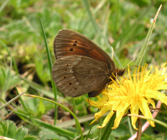 Erebia mopsos melanops CHRISTOPH, 1889. Kyzyl Aksuu (2700 m), Kungej Alatau, Kyrgyzistan (4 juillet 2006). Photo : J. Michel
