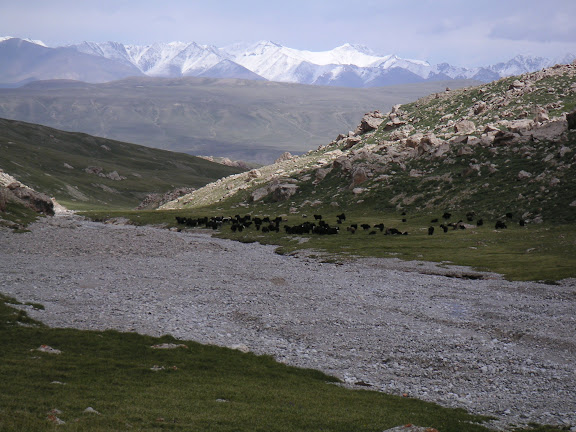 Troupeau de yaks, au Sud de Kara Say, Mts Borkoldoy (Koksaal Alatau), Kirghizstan, 11 juillet 2006. Photo : F. Michel