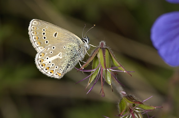 Eumedonia eumedon ESPER, [1780]. Confluent de l'Ottuk et de la Sary Dzhaz, 8 juillet 2006. Photo : B. Lalanne-Cassou