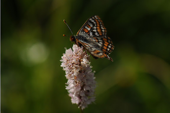 Euphydryas iduna emerita CHURKIN & KOLESNICHENKO, 2003. Seminskij pereval (2000 m), 6 juillet 2010. Photo : B. Lalanne-Cassou