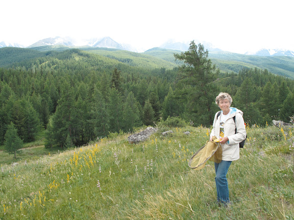 Aux environs de Nizhnekayancha : biotope de Parnassius (Parnassius) apollo alpherakyi KRULIKOWSKY, 1906. 2 juillet 2010. Photo : J. Marquet