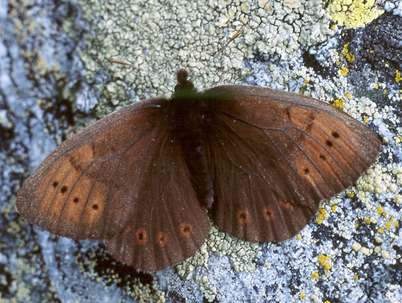 Erebia pandrose BORKHAUSEN, 1788. Versant sud des Monts Yuzhno-Chuiskij entre les rivières Chikty et Akbul (2400 m), haute vallée de la Dzhazator, Kosh-Agach, 11 juillet 1998. Photo : O. Kosterin