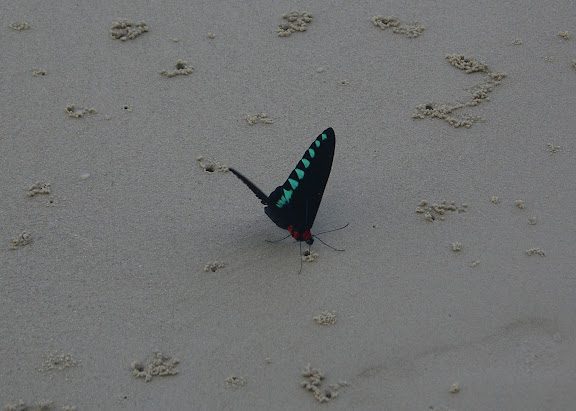 Trogonoptera trojana HONRATH, 1886, mâle, sur la plage de Port Barton, Palawan, 16 août 2005. Photo : J.-M. Gayman