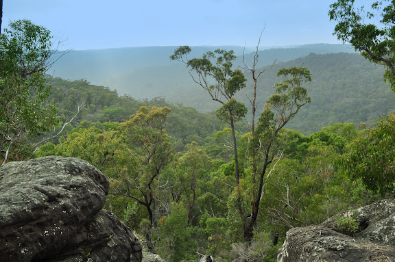 La forêt aux environs de Kuring-gai, New South Wales (Australie), 16 septembre 2009. Photo : Barbara Kedzierski