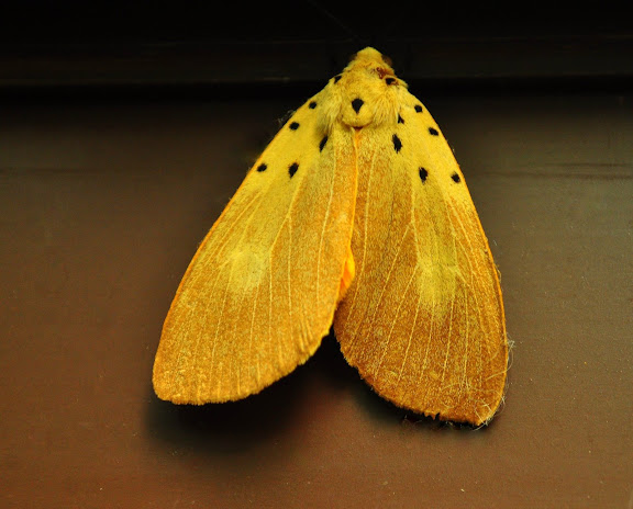 Erebidae : Aganainae : Asota iodamia HERRICH-SCHAFFER, [1854]. Umina Beach, New South Wales (Australie), 17 décembre 2010. Photo : Barbara Kedzierski Cf. :http://lepidoptera.butterflyhouse.com.au/agan/iodamia.html