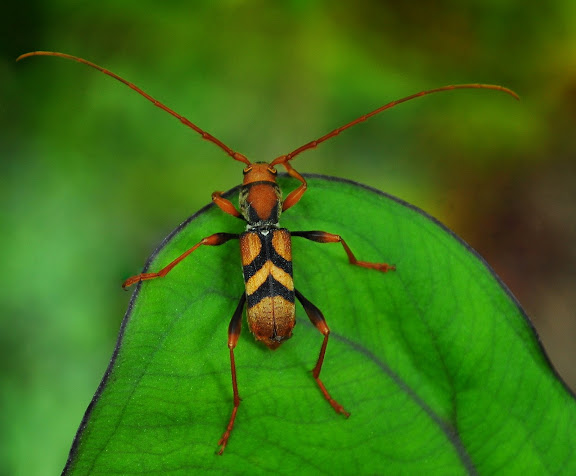 Cerambycidae : Aridaeus thoracicus DONOVAN, 1805. Mount Kuring-gai, New South Wales (Australie), 30 décembre 2009. Photo : Barbara Kedzierski