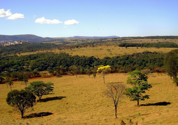 Lépidoptères de Pitangui au Minas Gerais - Municipio de Conceição do Pará, à 4 km de Pitangui (Minas Gerais), 20 juillet 2010. Photo : Nicodemos Rosa