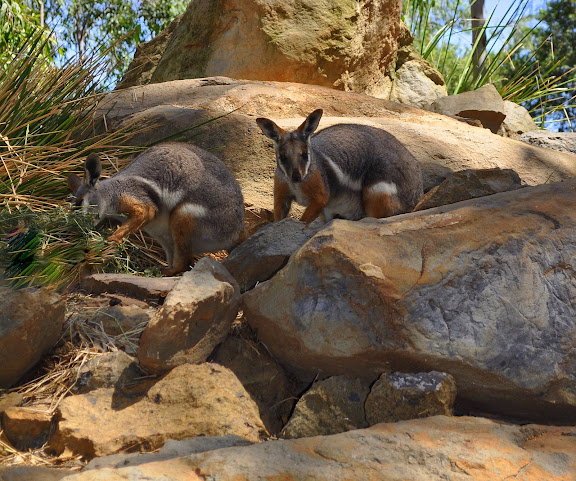 Petrogales (ou wallabies des rochers = Petrogale concinna). Mount Kuring-gai (NSW, Australie), 5 mars 2009. Photo : Barbara Kedzierski