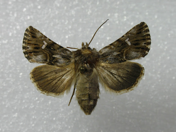 Noctuidae : Cuculliinae : Calophasia lunula HUFNAGEL, 1766. Femelle ex-larva, X. Mérit cult., Palaiseau (91), 7-8 juillet 2010. Photo : X. Mérit.