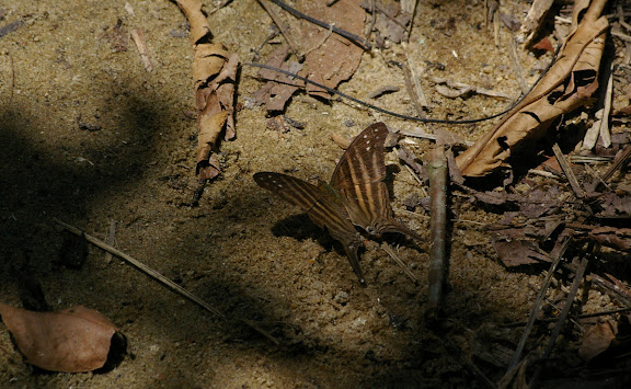 Marpesia chiron FABRICIUS, 1775. Partie orientale d'Ilha Grande (RJ), 18 février 2011. Photo : J.-M. Gayman