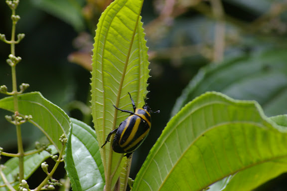 Scarabaeidae : Rutelinae : Macraspis cincta DRURY, 1782. Partie orientale d'Ilha Grande (RJ), 17 février 2011. Photo : J.-M. Gayman