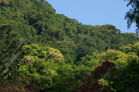 Biotope de Morpho aega : la Mata atlantica à Picinguaba (SP), 20 février 2011. Photo : J.-M. Gayman