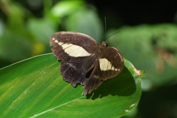 Dasyophthalma creusa HÜBNER, (1821), mâle. Caçandoca (Ubatuba, SP), 21 février 2011. Photo : J.-M. Gayman