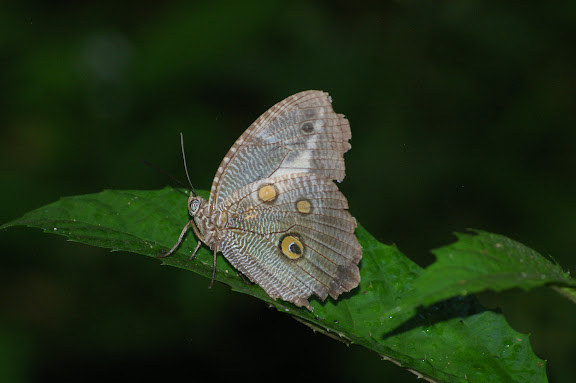 Dasyophthalma creusa HÜBNER, (1821), mâle. Fazenda d'Arariba (Ubatuba, SP), 22 février 2011. Photo : J.-M. Gayman