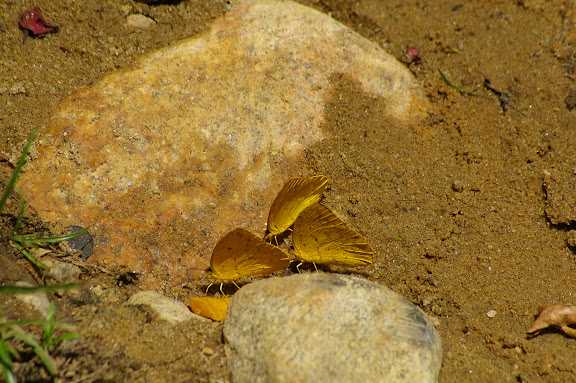 Phoebis sennae marcellina CRAMER, 1779, mud-puddlant. Arariba (Ubatuba, SP), 22 février 2011. Photo : J.-M. Gayman
