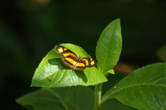 Eresia perna HEWITSON, 1852. Fazenda d'Arariba (Ubatuba, SP), 22 février 2011. Photo : J.-M. Gayman
