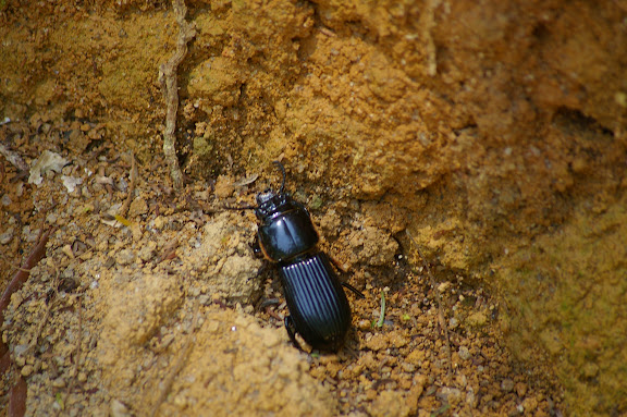 Tenebrionidae. Arariba (Ubatuba, SP), 22 février 2011. Photo : J.-M. Gayman