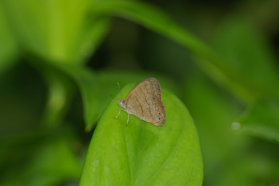 Euptychia marceli BRÉVIGNON, 2005. Caçandoca (Ubatuba, SP), 23 février 2011. Photo : J.-M. Gayman