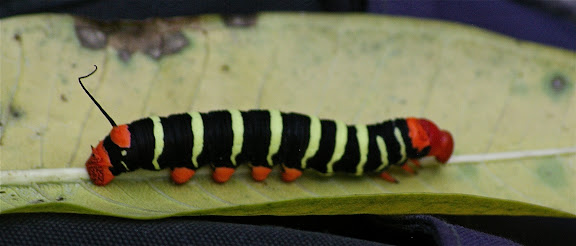 Chenille de Pseudosphinx tetrio LINNAEUS, 1771. Domaine d'Arariba (Ubatuba, SP), 24 février 2011. Photo : J.-M. Gayman
