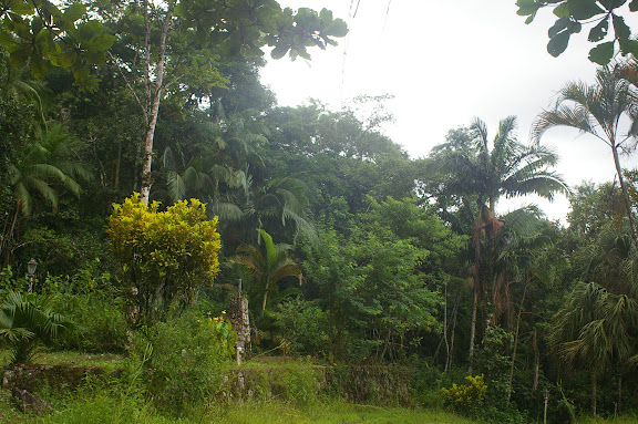 La forêt entourant le domaine d'Arariba (Ubatuba, SP), 24 février 2011. Photo : J.-M. Gayman