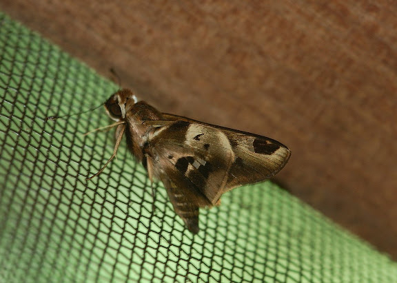 Hesperiinae : Thespieus dalman LATREILLE, [1824]. Explorer's Inn, Tambopata (Madre de Dios, Pérou), 31 décembre 2010. Photo : Meena