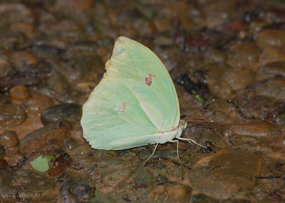 Coliadinae : Anteos menippe HÜBNER, (1818). Explorer's Inn, Tambopata (Madre de Dios, Pérou), 31 décembre 2010. Photo : Meena