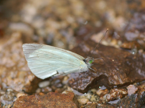 Pierinae : Leptophobia aripa BOISDUVAL, 1836. Allapa, route de Satipo (Junin, Pérou), 7 janvier 2011. Photo : Meena