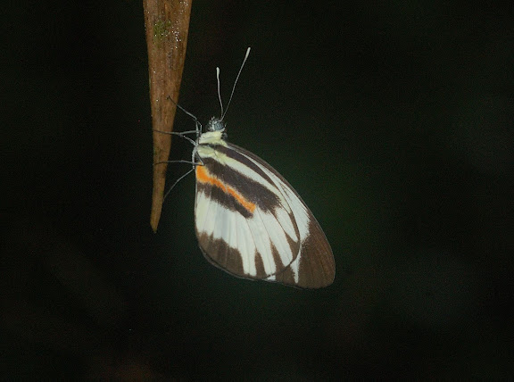 Pierinae : Perrhybris pamela amazonica FRUHSTORFER, 1907. Explorer's Inn, Tambopata (Madre de Dios, Pérou), 1er janvier 2011. Photo : Meena