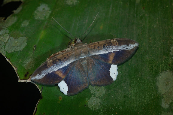 Noctuidae : Ophiderinae : Hemeroblemma saundersi GUENÉE,1852, mâle. Explorer's Inn, Tambopata (Madre de Dios, Pérou), 31 décembre 2010. Photo : Meena