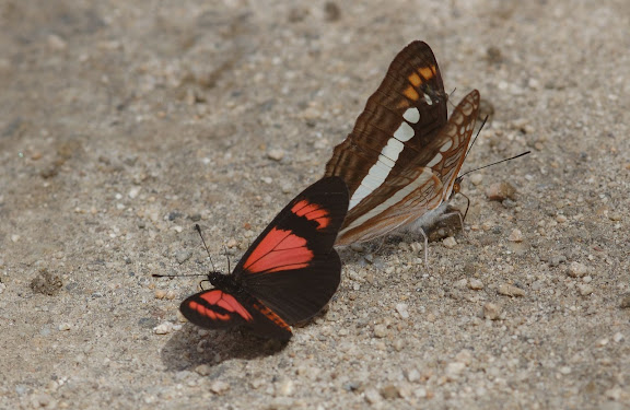 Limenitidinae : Adelpha alala HEWITSON, 1847, et (Acraeini) Actinote dicaeus LATREILLE, 1811. San Antonio, route de Satipo (Junin, Pérou), 6 janvier 2011. Photo : Meena