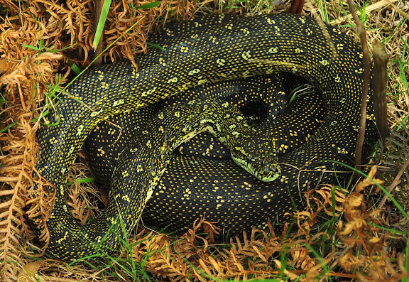 Python diamantin (Morelia spilota spilota) dans le jardin d'Umina Beach, 27 mars 2011. Photo : Barbara Kedzierski