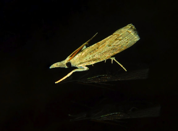 Crambidae : Crambinae : Culladia cuneiferellus WALKER, 1863. Umina Beach (NSW, Australie), 5 avril 2011. Photo : Barbara Kedzierski