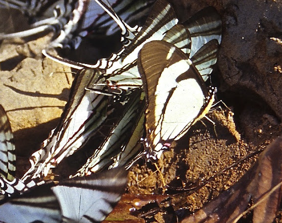 Leptocircini : Eurytides callias ROTHSCHILD & JORDAN, 1906. Rive de la Tambopata, TRC, août 2004. Photo : J.-M. Gayman
