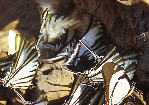 Leptocircini : Protesilaus glaucolaus leucas ROTHSCHILD & JORDAN, 1906 (au centre) : large zone apicale transparente (AA) et bande rouge à l'extérieur de la bande noire (AP, revers). Rive de la Tambopata, TRC, août 2004. Photo : J.-M. Gayman