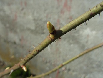 BILD0507