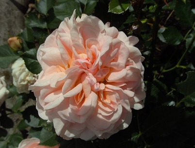 Dronning Margrethe_1