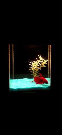 Beteira para betta