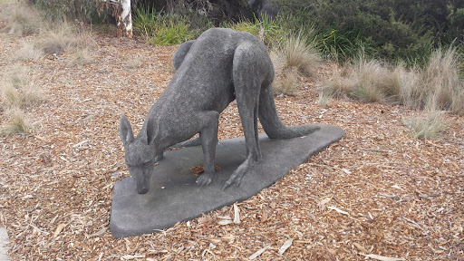 Large Kangaroos