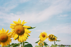 __7_0009.jpg