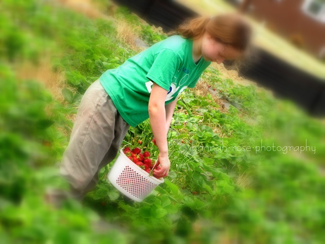 [Strawberries3302.jpg]
