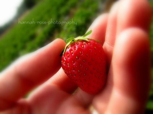 [Strawberries2072.jpg]