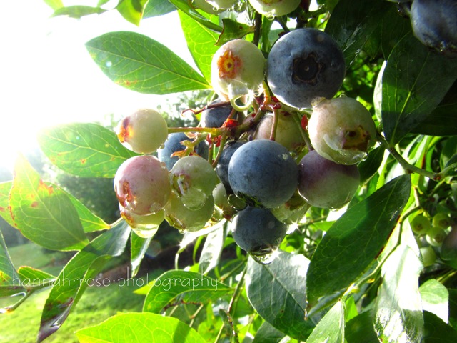 [Blueberries20100212.jpg]