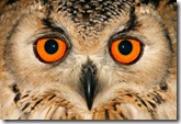 Owl portrait