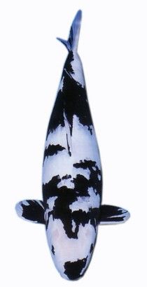รูปภาพ ปลาคาร์พ อูจึริโมโน ( Utsurimono ) จักรพรรดิลายดำ สายพันธ์ ปลาคาร์พ