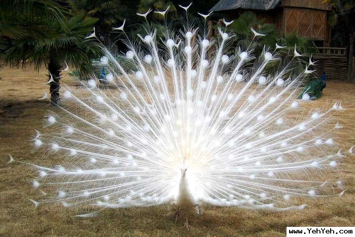 รูปภาพ นกสวยงาม Bird ติดอันดับโลก